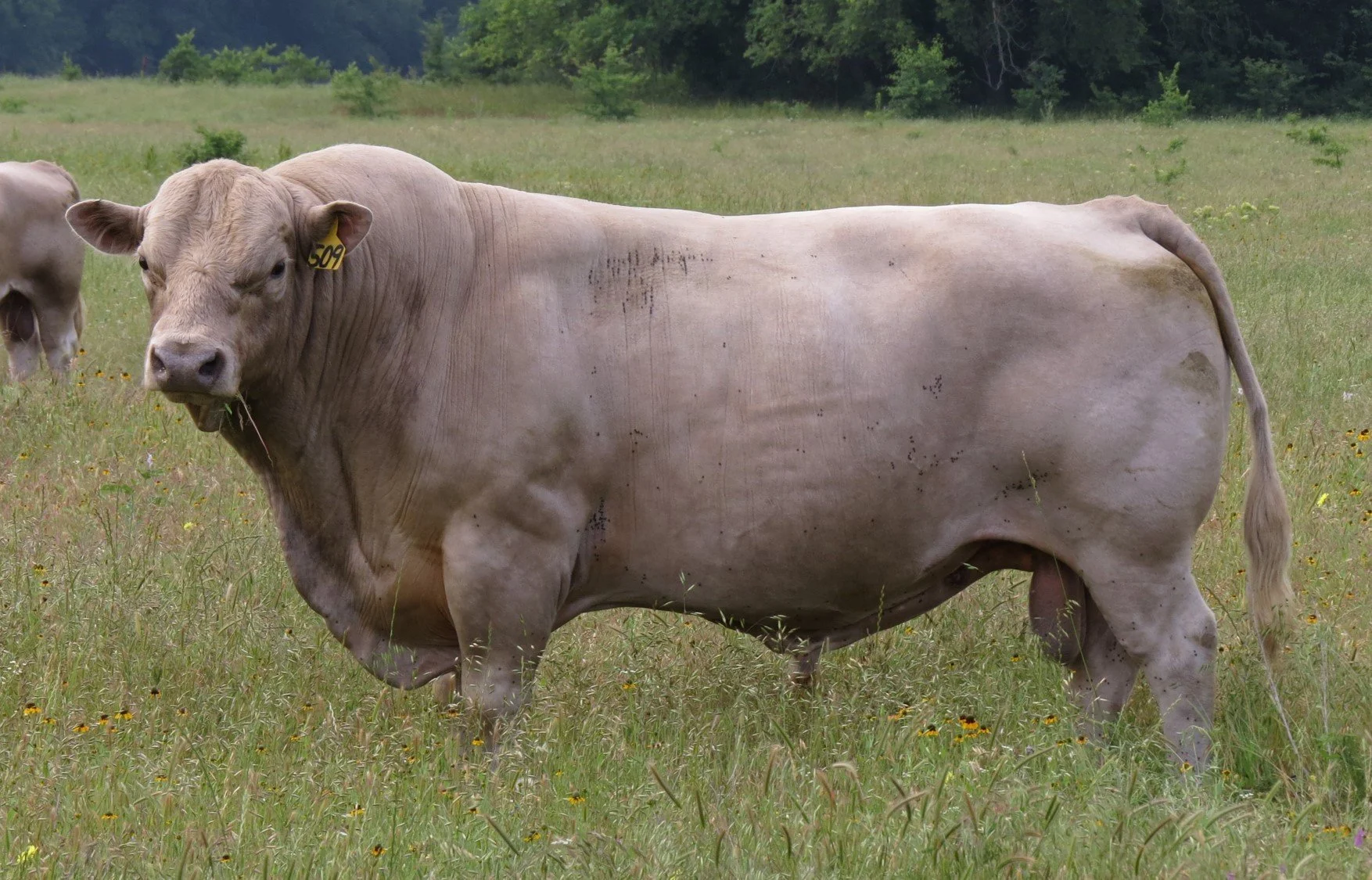 Functional, adapted cattle grazing on rangeland