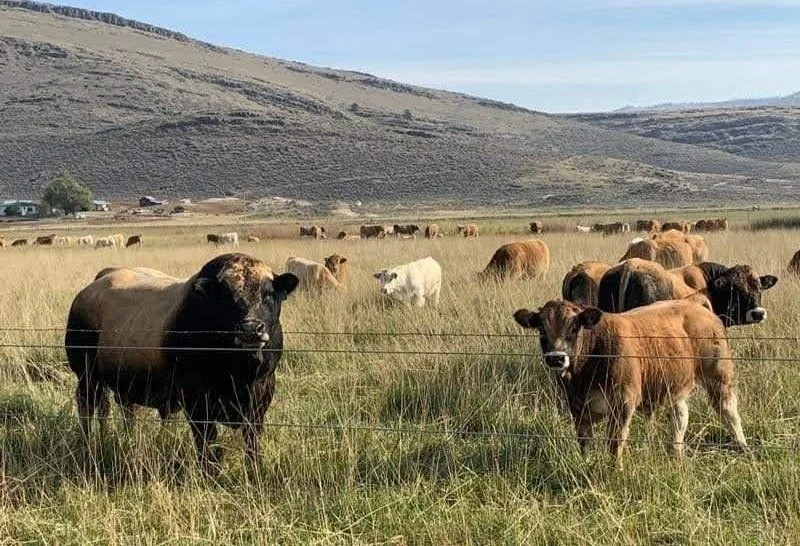Bos Sires cattle on the range