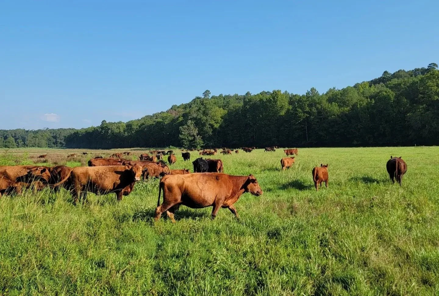 Cattle grazing on open rangeland