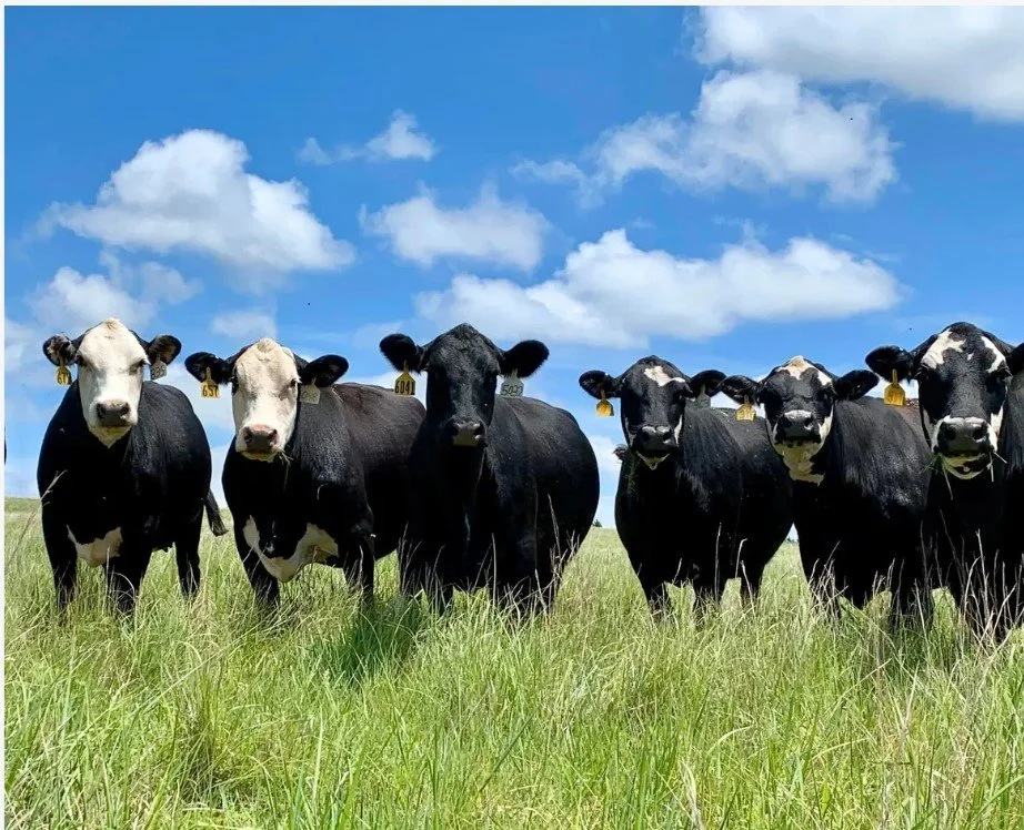 Meitler cows