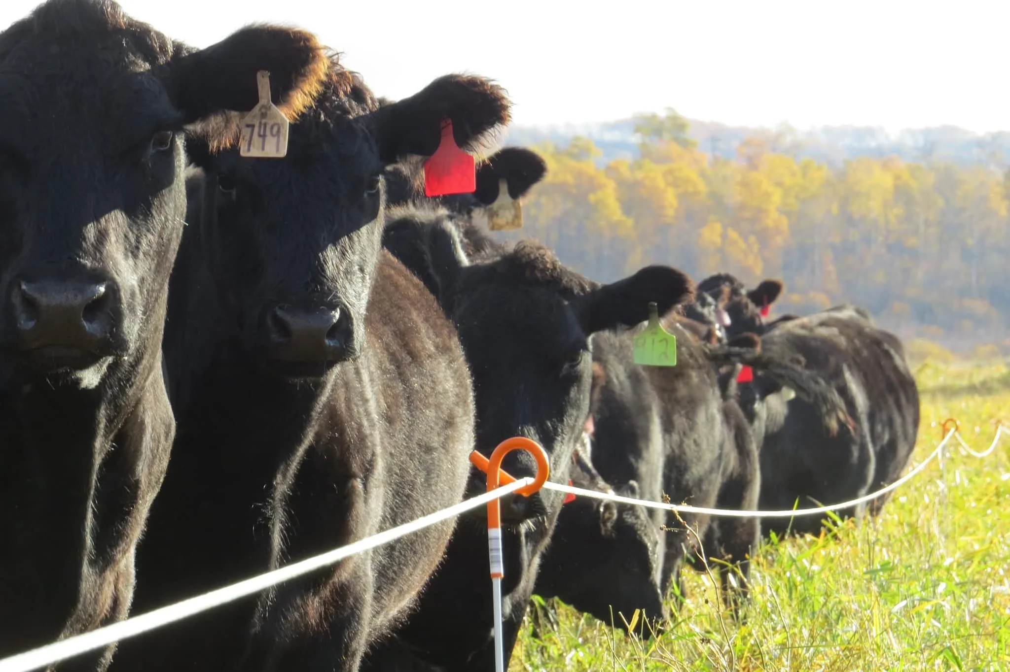 Cattle on a managed pasture