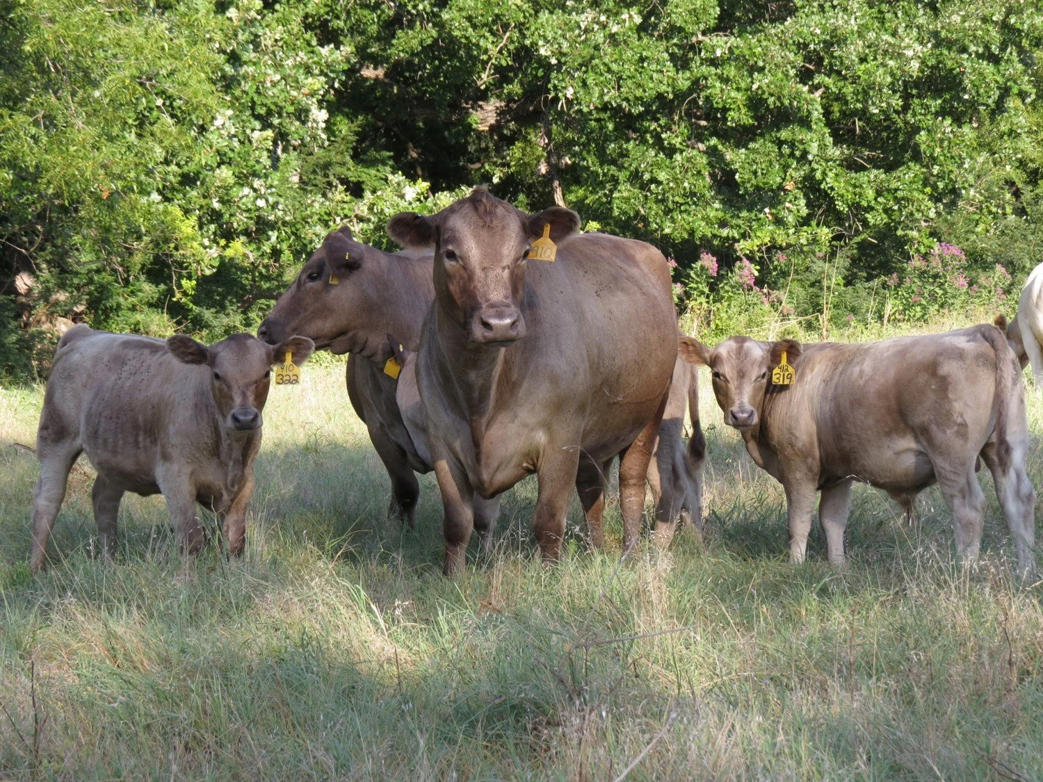 Herd on open pasture