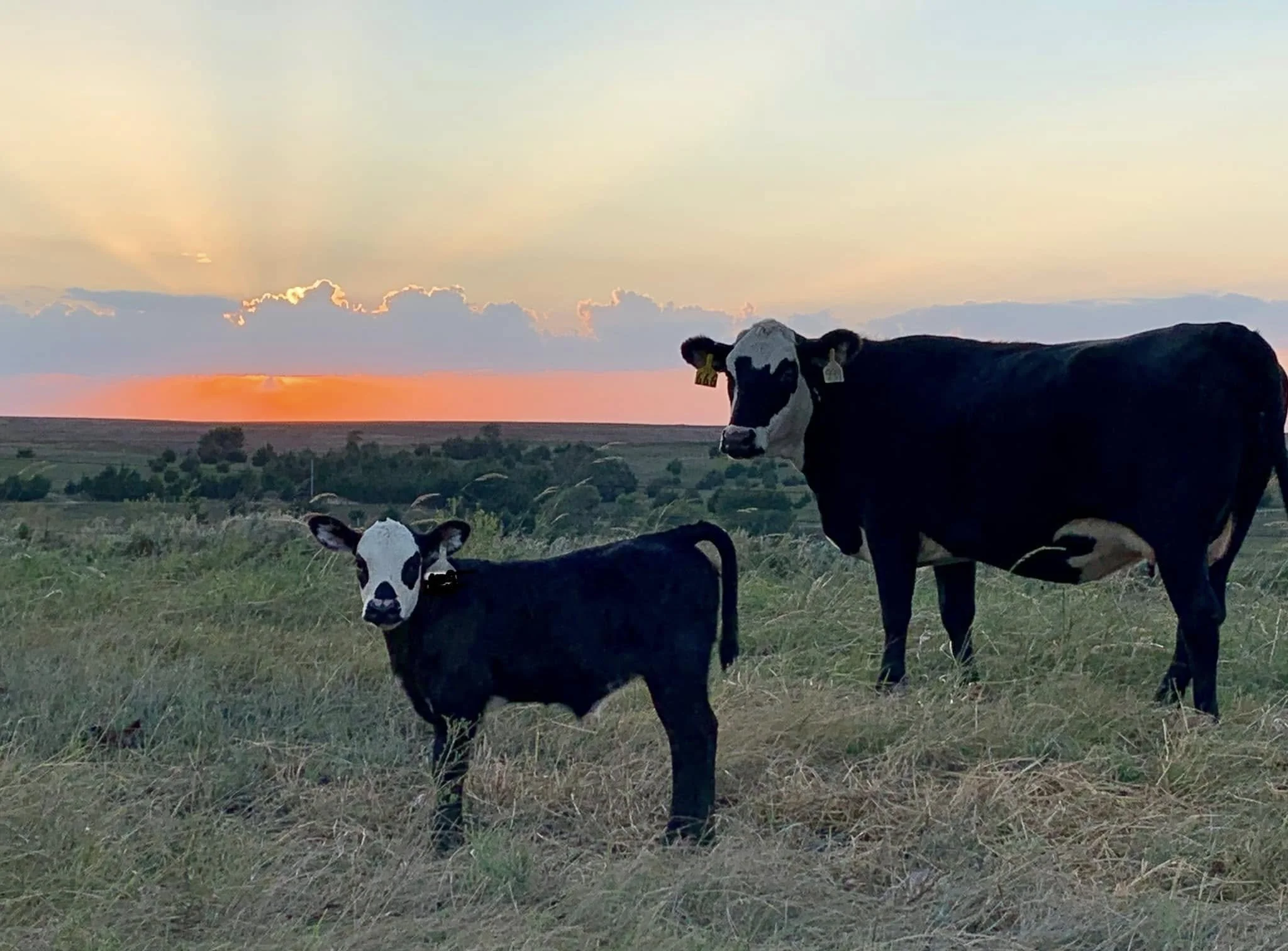 The Modern Cattle Industry