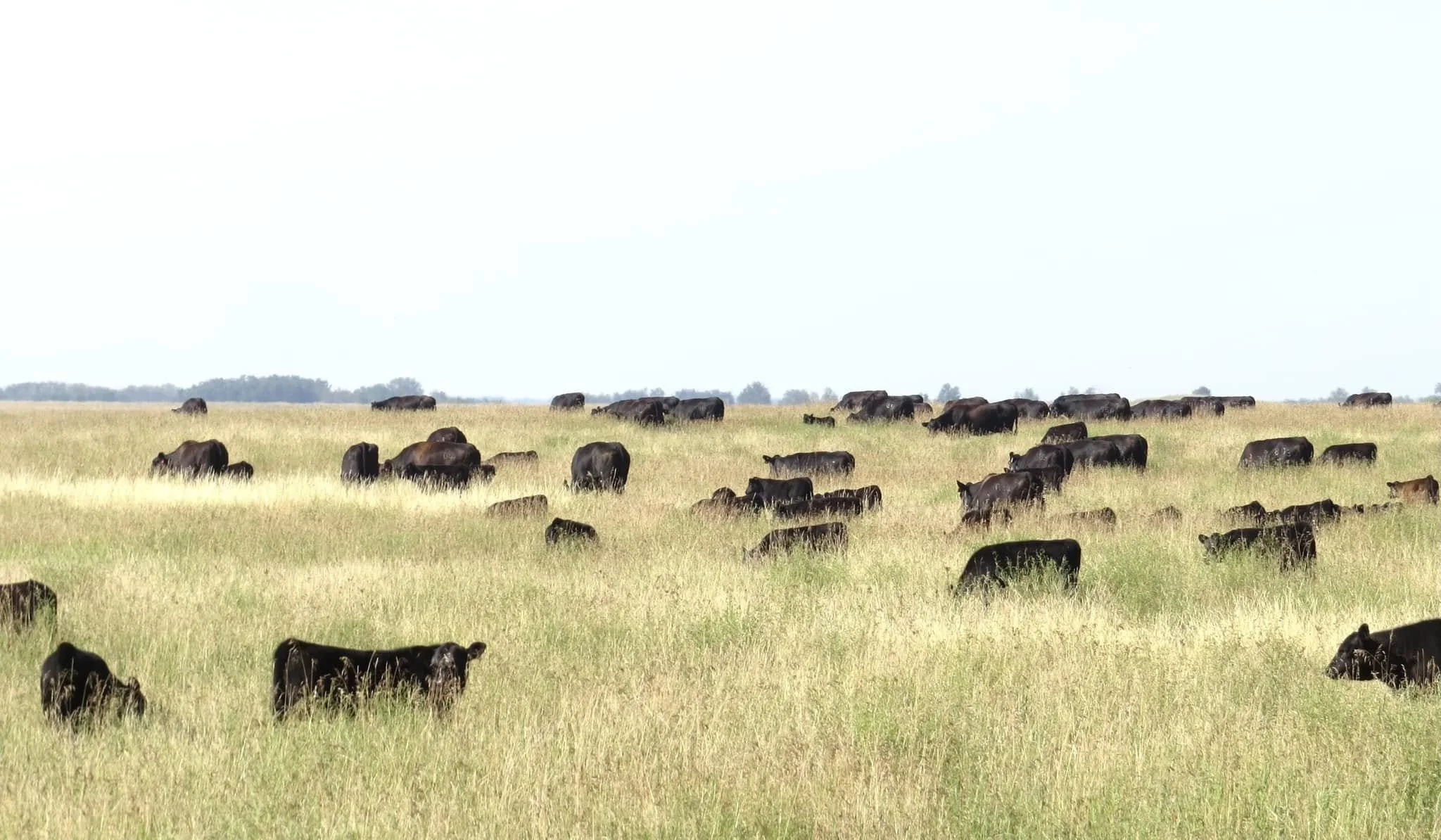 Cattle grazing on a hillside