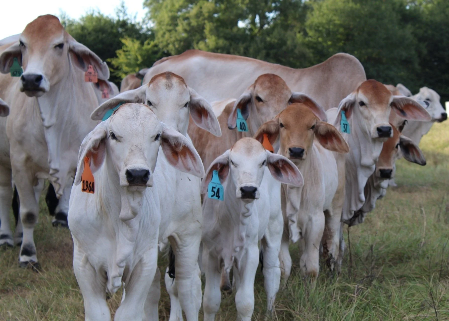 Calves lined up