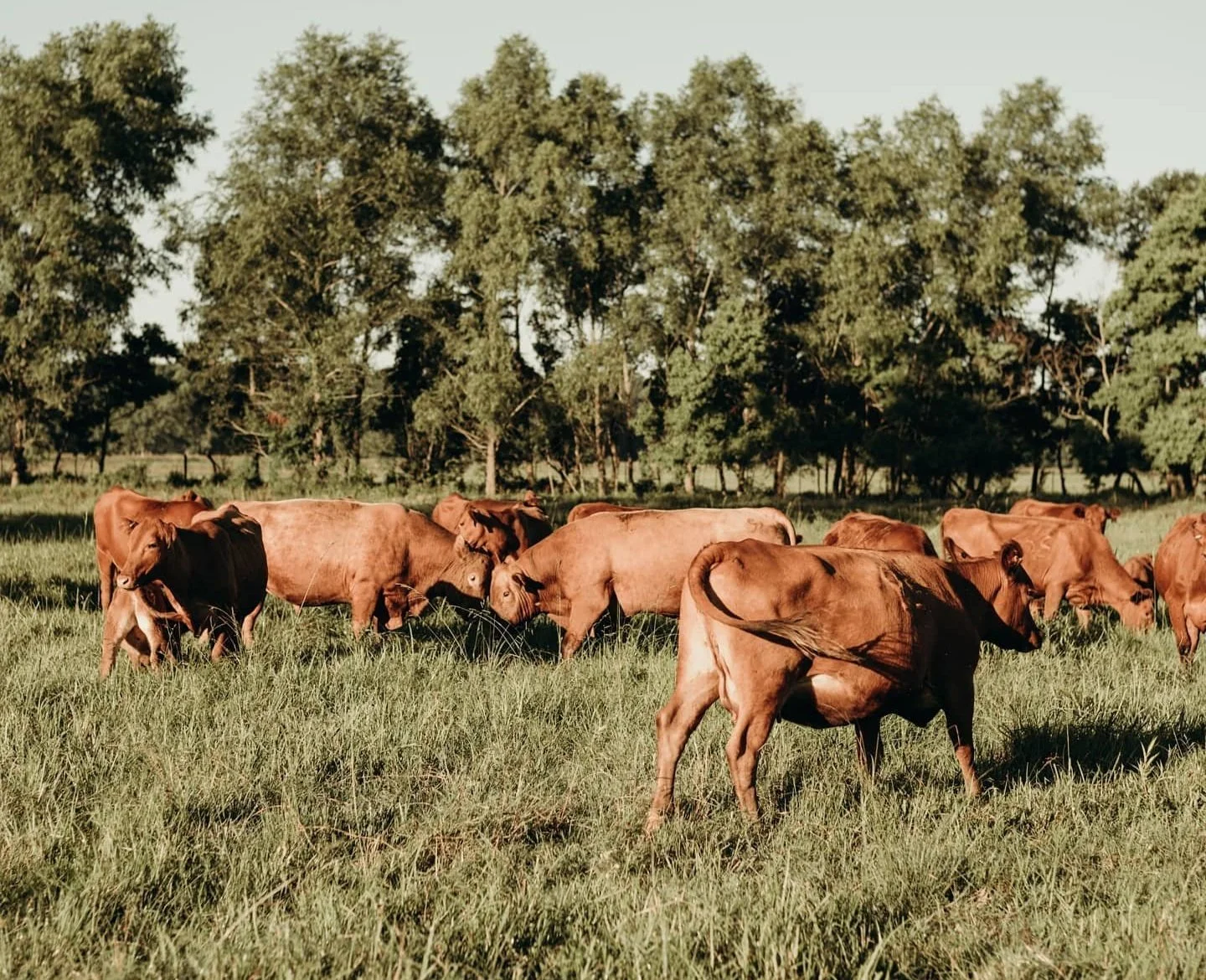 Red cows on pasture