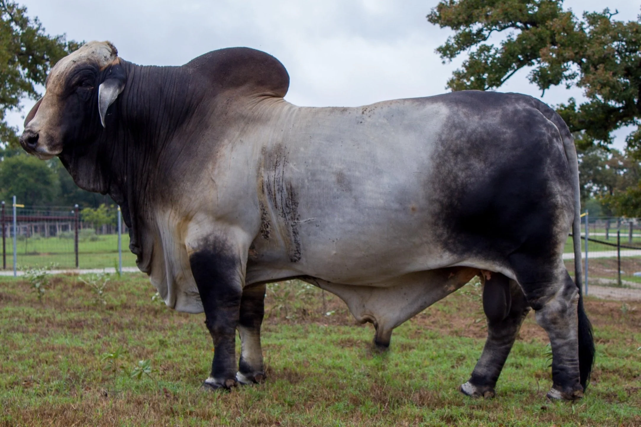 Vintage sire