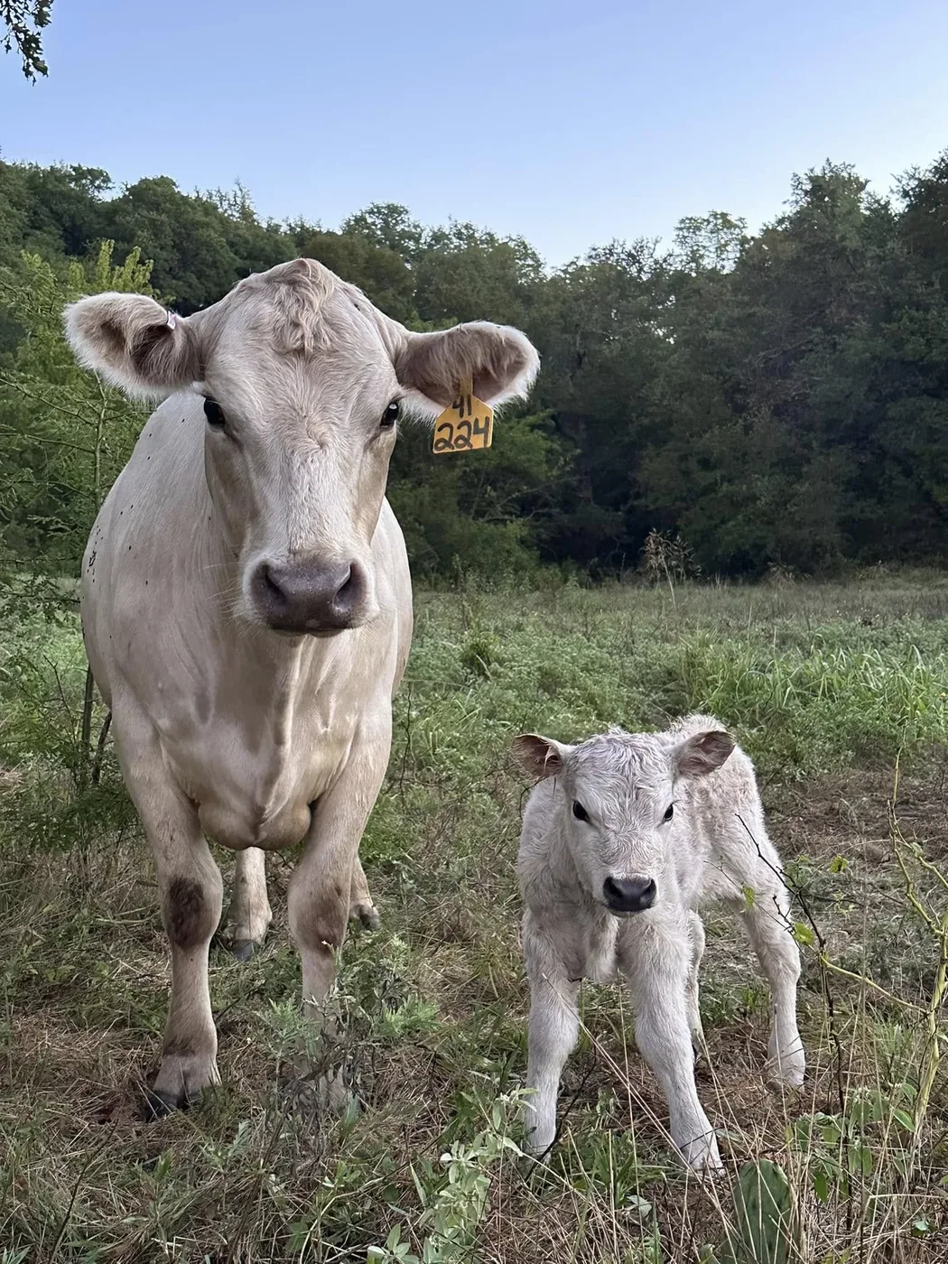 A cow with her newborn calf