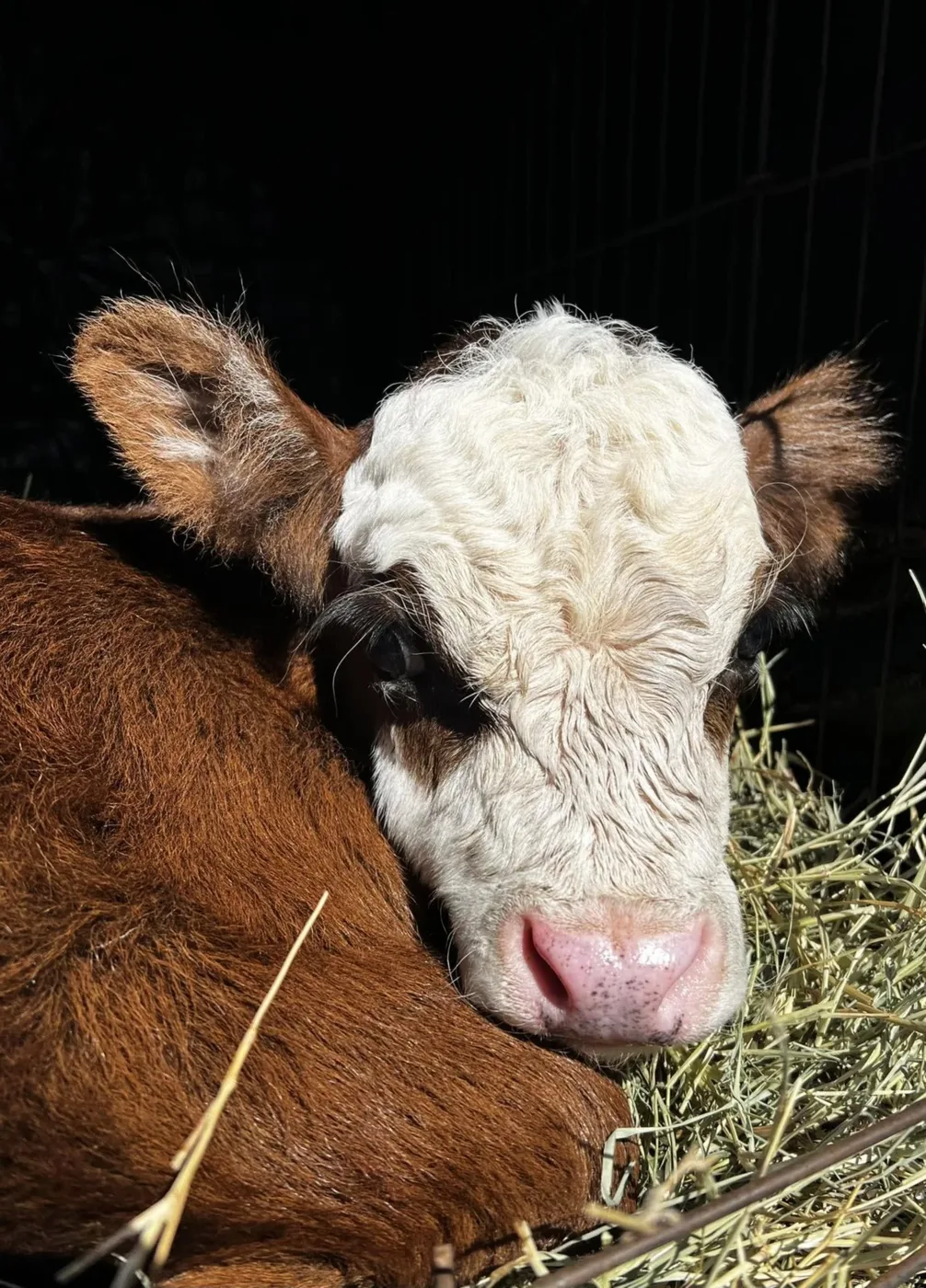 A calf resting in the pasture