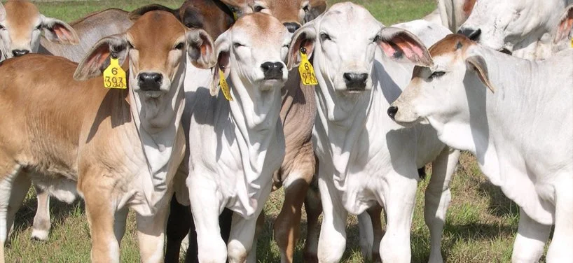 A group of tagged cattle grazing in the field