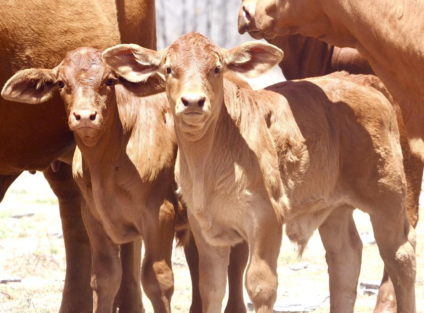 Cattle on pasture at the end of the day